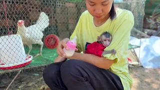Poor Monkey Go To Feed Baby Chicken