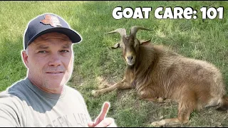 Goat Care and Maintenance - 101