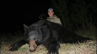 Big Alberta Black Bears!!