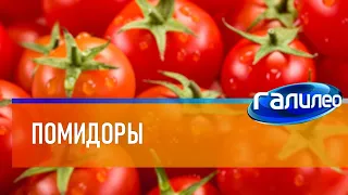 Галилео 🍅 Помидоры