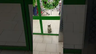 Cat Waits Patiently in Store Doorway || ViralHog