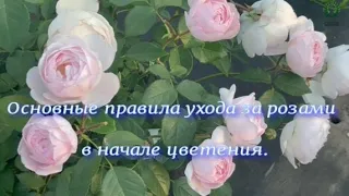 Основные правила ухода за розами в начале цветения. Питомник 🌹 и 🌲 Е. Иващенко