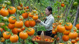 Use tomatoes to make all kinds of Chinese food｜西紅柿成熟的季節，做了一桌番茄宴 ｜野小妹 wild girl