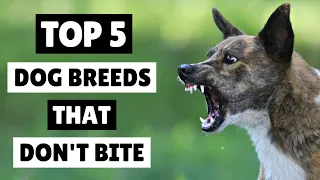 Top 5 Dog Breeds That DON'T Bite