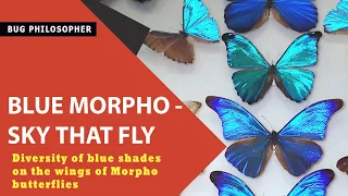BLUE MORPHO - THE SKY THAT FLY