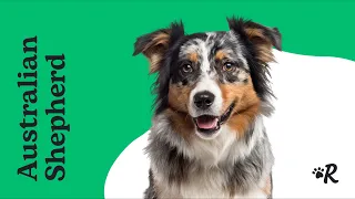 Australian Shepherd Facts: Puppies & Training