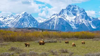 Grizzly 399 and 4 Cubs eating and... | Wildlife in 4K | Inspire Wild Media