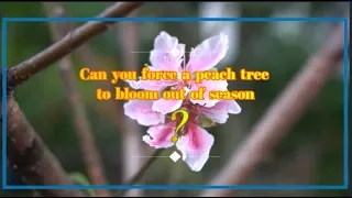 Growing Low Chill Peach Trees   Flowering   Pruning
