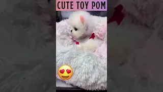 ♥️ Cute & Funny toy pom 😽 || teacup Pomeranian Puppy|| #shorts #viral #dogs