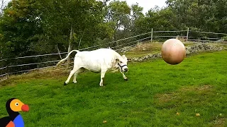 Cow Plays Fetch Just Like A Dog | The Dodo