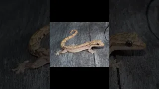 Траурный геккон