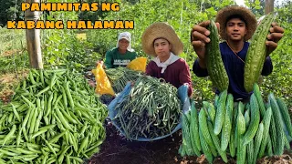 Paghaharvest ng SITAW ,SILI at AMPALAYA sa BUKID