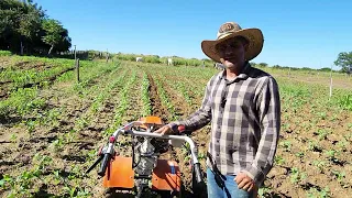 CAPINANDO FEIJÃO COM MOTOCULTIVADOR. VEJA COMO FAÇO.