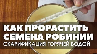 🎛🌱👍 Как прорастить семена белой акации. Скарификация горячей водой.