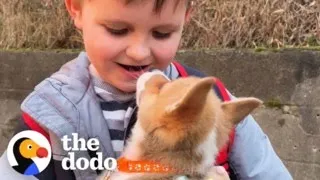 Man Adopts A Corgi After His 7-Year-Old Son Writes Him A Letter | The Dodo
