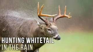 Hunting Whitetail in the Rain - Should You?