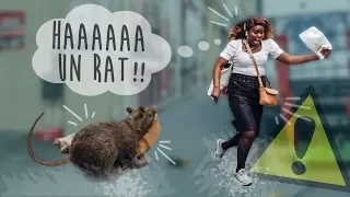 [PRANK] A Rat attacks people! 😅 / incredible - DIMI