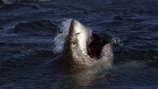 Top 10 Shark Attacks You Won’t Believe