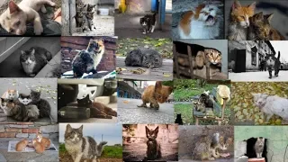 Бедные бездомные кошки Бездомным кошкам и котам посвящается  Homeless cats