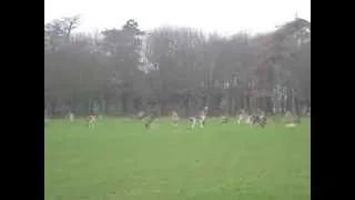 Herd of deer at Phoenix park in Dublin No.1