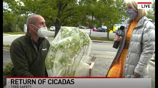 Keeping Trees Safe from Cicadas