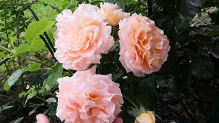 Любуемся розами вместе со мной ❤️ роза Полька, паустиния, роза кордана в открытом грунте. Rose. Roze