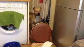 Stupid dog is afraid of the chair