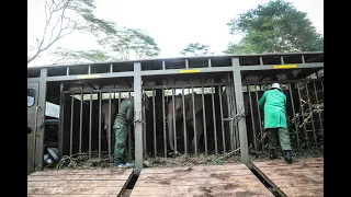 Orphan elephants Kiasa, Kiombo and Maktao graduate to Umani Springs