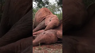 Elephants give the best cuddles