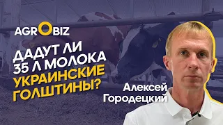 Импорт молочного скота в Казахстан — чем кормить, как содержать украинских голштинов? |КХ Прекрасное