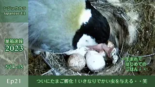 Japanese Tit's eggs have hatched and the chick is fed a giant caterpillar..(Ep 21 May 14-15 2023)