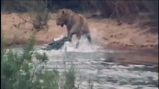 lion crossing river unaware of crocodiles watching him.