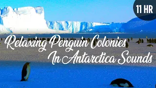 11 hours Relaxing Penguin Colonies in Antarctica Sounds | Antarctica Empire of the Penguin Colony