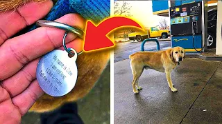 Man Goes To Help ‘Lost’ Dog But Freezes When He Reads The ID Tag