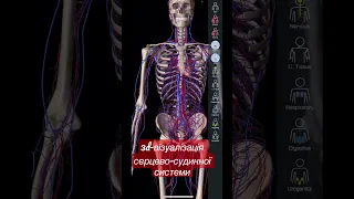 3d-візуалізація серцево-судинної системи