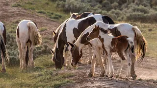 Wild Painted Ladies the Wild Horses and Mares of Wyoming by Karen King