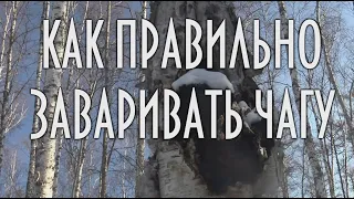 Как правильно заваривать чагу, березовый гриб, чага - уникальное лекарственное средство