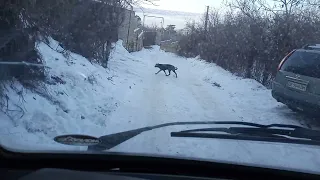 покатушки на т3 транспортёр