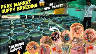 Guppy fish breeding 🔥🥶 ( 54+ ) Trending varieties  #care #guppy #fish #guppyfish #keralaguppy