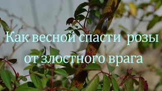 Как весной спасти розы от злостного врага. Питомник растений Е. Иващенко