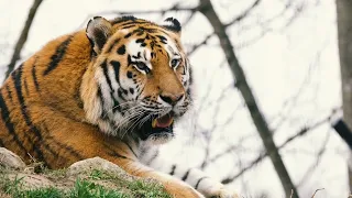 Tiger Jungle Animals | Tiger In Jungle | Free Footage Stock #freestockfootage