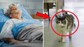 Кот рвётся в палату. Когда он садится на кровать пациента, персонал вызывает семью.