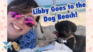 Libby's Day at the Beach | Let's Go to the Haulover Dog Beach