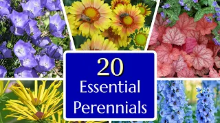 20 Essential Perennials