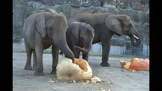 Kürbisfestmahl für die Elefanten I Tiergarten Schönbrunn