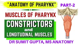 PHARYNX: CONSTRICTOR MUSCLES | LONGITUDINAL MUSCLES | KILLIAN DEHISCENCE |