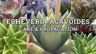 Echeveria Agavoides 'Molded Wax Agave' Care & Propagation
