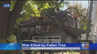 Man Dies After Large Oak Tree Topples Onto Encino Home In Middle Of Night