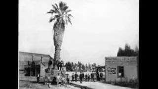 The Oldest Palm Trees in L.A.