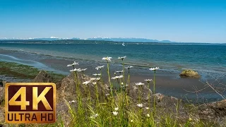 4K Video Nature Relaxation  - Water Sounds - Seattle Discovery Park, PART 1 - 1.5 hours